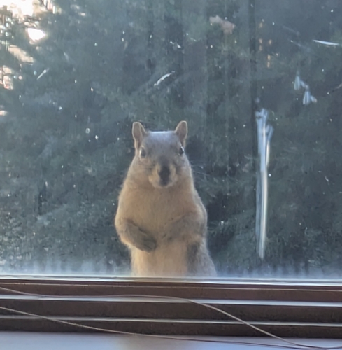 Eastern Fox Squirrel