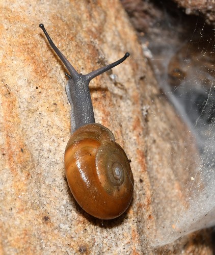 Flat-spired Threetooth