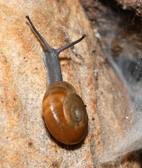 Triodopsis platysayoides