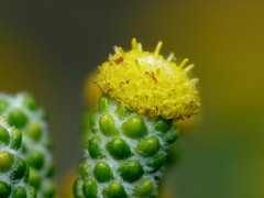 Helichrysum coralloides