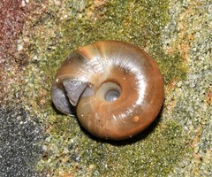 Triodopsis platysayoides