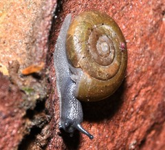 Triodopsis platysayoides
