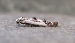 Blastodacna bicristatella