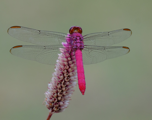 Carmine Skimmer photo 4