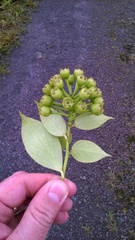 Vaccinium racemosum