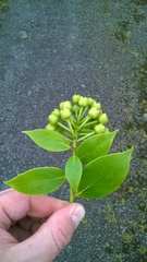 Vaccinium racemosum