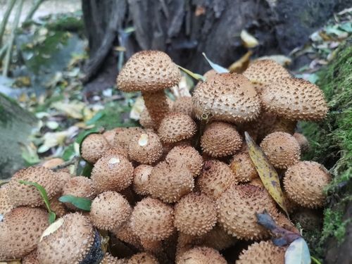 shaggy scalycap