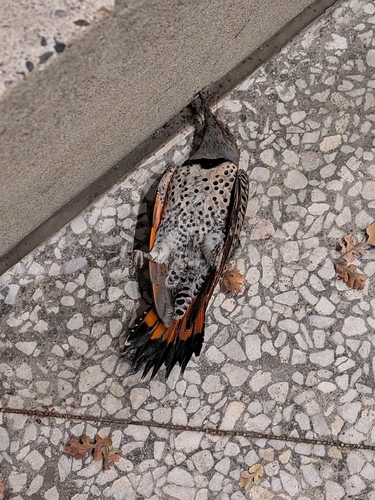 Northern Flicker