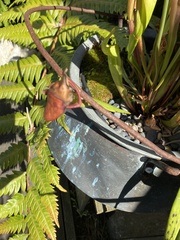 Sarraceniaceae