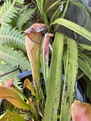 Sarraceniaceae