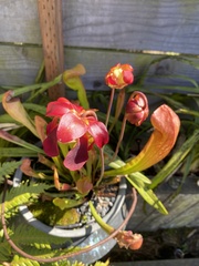 Sarraceniaceae