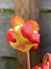 Sarraceniaceae