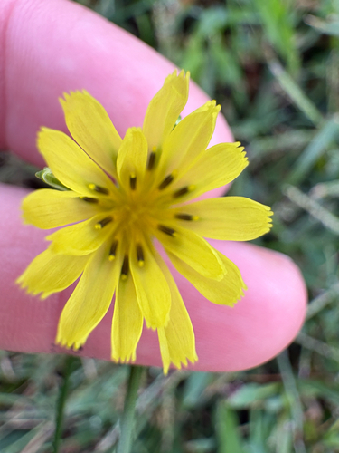 Carolina desert-chicory