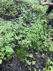 Poa alsodes