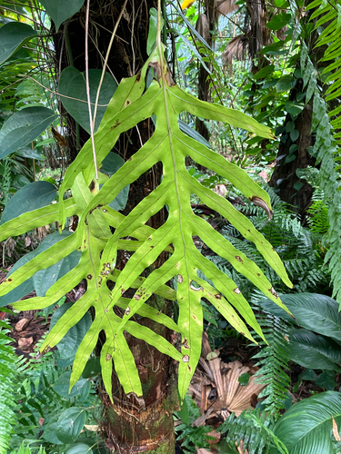 Microsorum scolopendria observed 2026-10-05