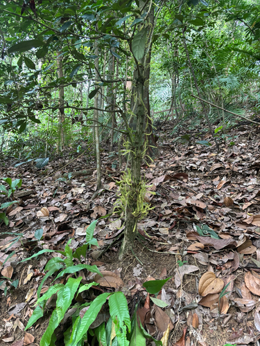 Baccaurea observed 2026-10-05