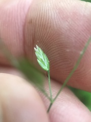 Poa alsodes