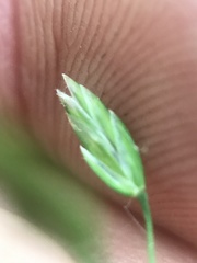 Poa alsodes