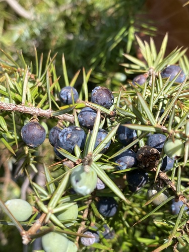 common juniper