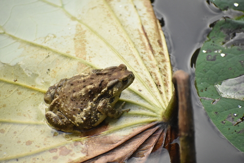 Asiatic Toad