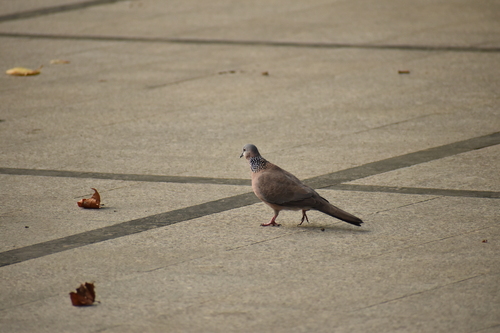 Spotted Dove