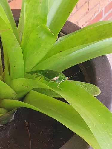 Philophyllia latior
