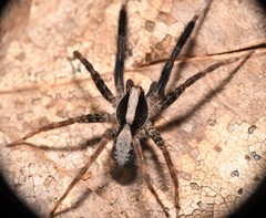 Schizocosa crassipes