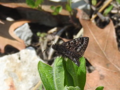 Erynnis martialis