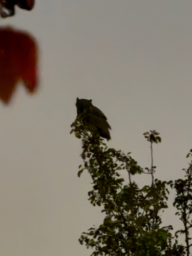 Great Horned Owl