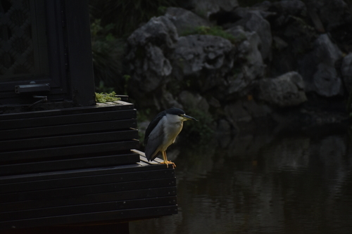Black-crowned Night Heron
