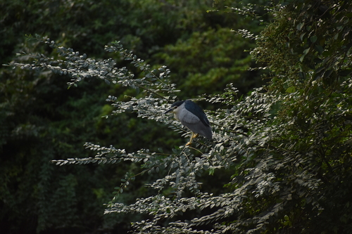 Black-crowned Night Heron