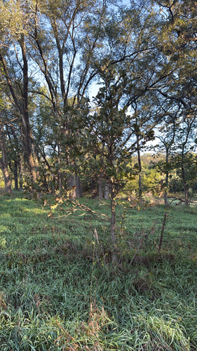 bur oak