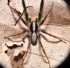 Schizocosa crassipes