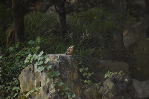 Common Kingfisher