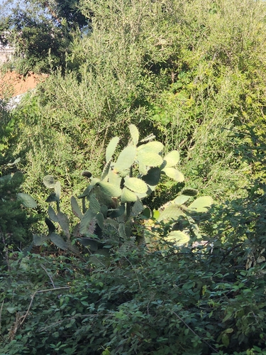 Indian fig opuntia