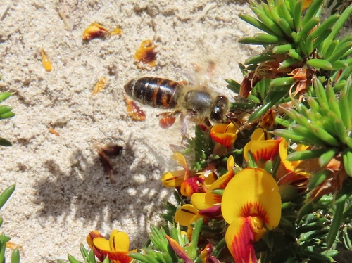 Western Honey Bee
