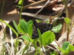 Erynnis martialis