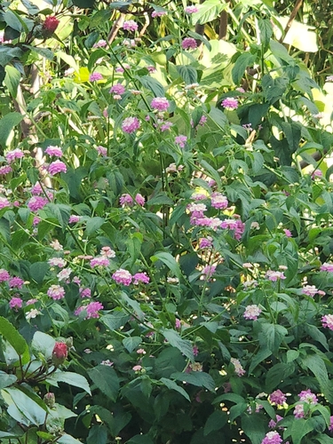 common lantana