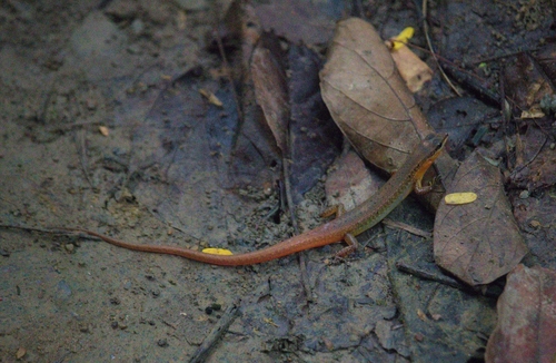 Sphenomorphus maculatus observed 2026-10-02