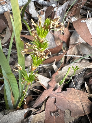 Desmocladus fasciculatus observed 2026-10-04