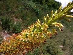 Eremurus spectabilis