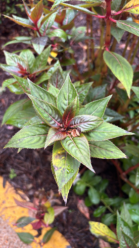 New Guinea Impatiens