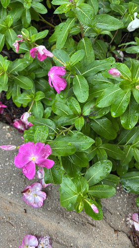 Madagascar Periwinkle