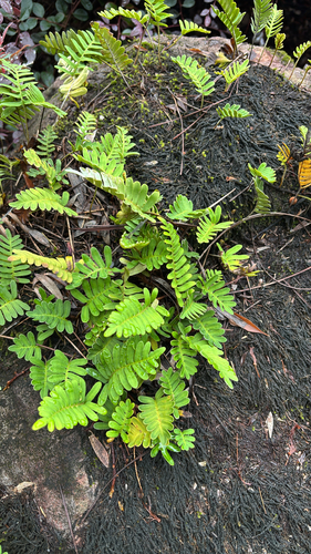 resurrection fern