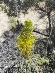 Stanleya pinnata
