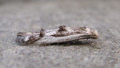 Blastodacna bicristatella