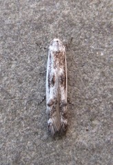 Blastodacna bicristatella