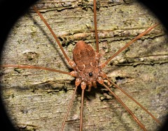 Leiobunum ventricosum
