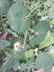 Aristolochia fimbriata