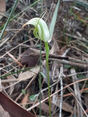 Pterostylis acuminata